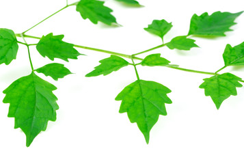 Green leaves on white background, Birch twig whit young leaves
