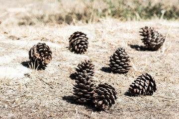 Pine cones on the ground
