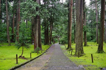 苔が美しい日本の神社