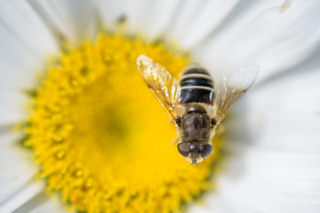 Honey bee sitting on the yellow center of a daisy