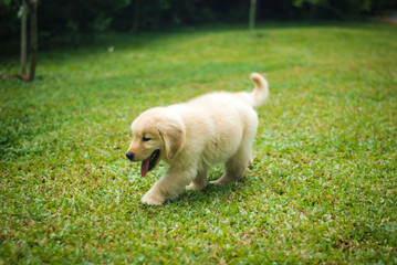 Golden Retriever Puppy Walking Happily in the Garden