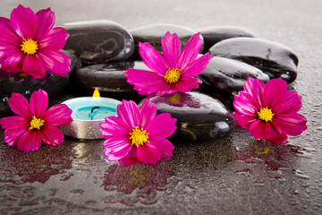 Pink Cosmos Flowers with black massage rocks, blue tealight candle with water droplets