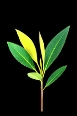 The Green leaves  on black background.