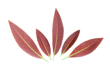 The  leaves on white background.