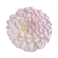 ombre pink yellow   head of a dahlia flower