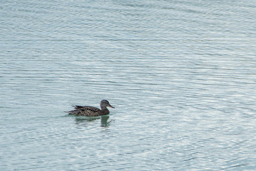 A wild duck swims on the water on a lake or river.
