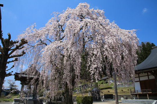 常光禅寺の桜（福島県・田村市）