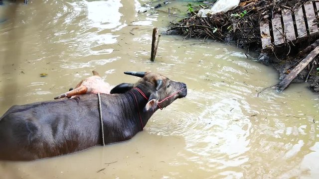 Wildlife viedo Buffalo dip in water or swimming in the Canal, and the cleaning of the body in animal Wildlife concept , 4K or UHD Resolution.