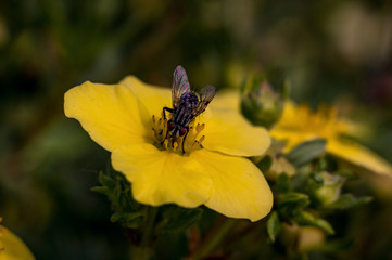 yellow wedding blossom