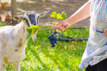 Goat eats fruits grape on a village farm, green garden background