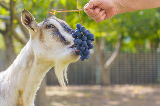 Goat eats fruits grape on a village farm, green garden background Stock  Photo | Adobe Stock
