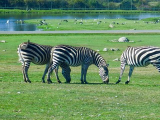 Fototapeta na wymiar Zebra's Grazing