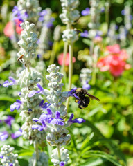 Honey bee on flower in the spring meadow. Seasonal natural scene.