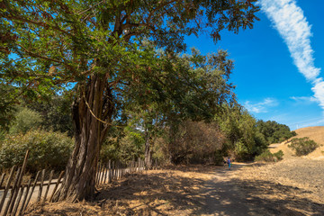 Path along picket fence