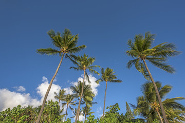Fototapeta na wymiar Coconut trees and the blue sky