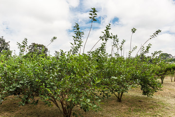 Mulberry garden with blue sky.