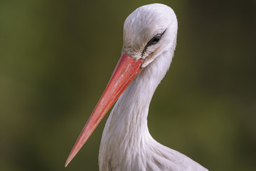 Cigogne blanche (Ciconia ciconia - White Stork) et ses cigognaux sur le nid