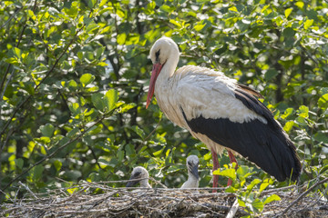 Cigogne blanche (Ciconia ciconia - White Stork) et ses cigognaux sur le nid