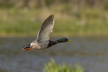 Canard colvert au bain - Anas platyrhynchos - Mallard