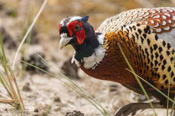 Faisan de Colchide - Phasianus colchicus - Common Pheasant