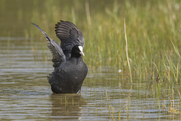 Foulque macroule - Fulica atra - Eurasian Coot