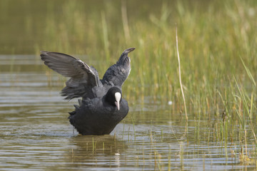 Fototapeta premium Foulque macroule - Fulica atra - Eurasian Coot