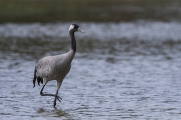 Fototapeta premium Grue cendrée - Grus grus - Common Crane