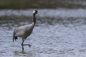 Fototapeta premium Grue cendrée - Grus grus - Common Crane