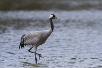 Grue cendrée - Grus grus - Common Crane