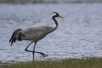 Grue cendrée - Grus grus - Common Crane