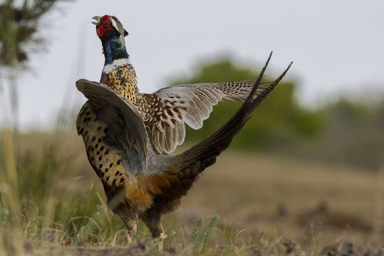 Faisan de Colchide - Phasianus colchicus - Common Pheasant