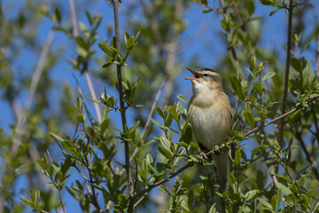 Phragmite des joncs - Acrocephalus schoenobaenus - Sedge Warbler