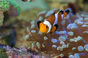 Fototapeta na wymiar clown fish with corals