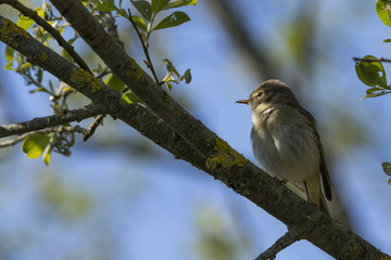 Phragmite des joncs - Acrocephalus schoenobaenus - Sedge Warbler