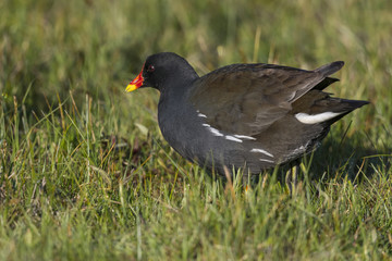 Gallinule poule-d'eau,Gallinula chloropus , Common Moorhen