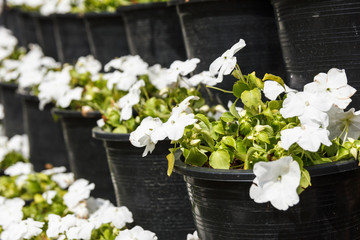 White flower in black pot.