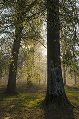 Printemps en forêt