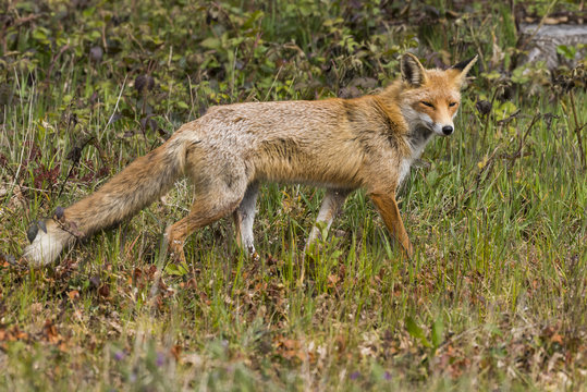 Renard en f&ocirc;ret 