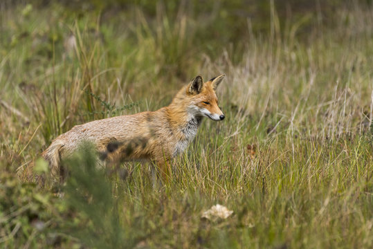 Renard en f&ocirc;ret 