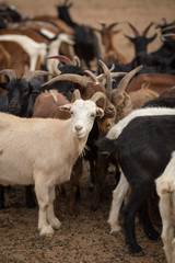Goat Milking Gobi Desert 