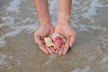 Many shells on woman's hands