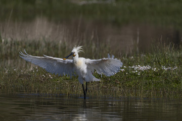 Spatule blanche - Platalea leucorodia - Eurasian Spoonbill