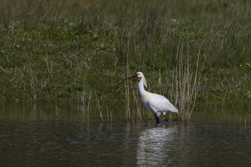Spatule blanche - Platalea leucorodia - Eurasian Spoonbill