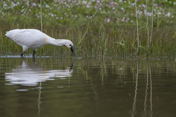 Spatule blanche - Platalea leucorodia - Eurasian Spoonbill