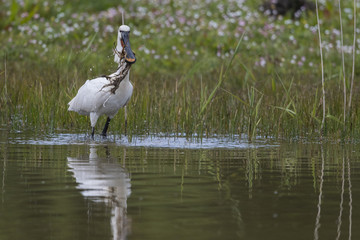 Spatule blanche - Platalea leucorodia - Eurasian Spoonbill