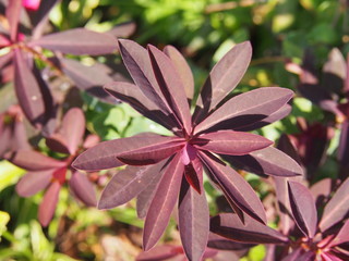 Euphorbia dulcis 'Chameleon' - Chameleon Spurge, sweet spurge   