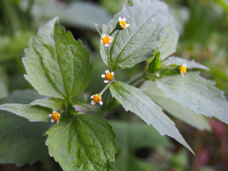 Galinsoga quadriradiata, Galinsoga ciliata  (shaggy soldier, Peruvian daisy, hairy galinsoga, fringed quickweed)    