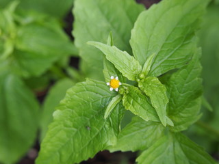 Galinsoga quadriradiata, Galinsoga ciliata  (shaggy soldier, Peruvian daisy, hairy galinsoga, fringed quickweed)    