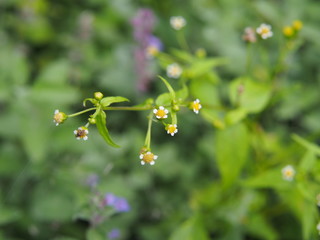 Galinsoga quadriradiata, Galinsoga ciliata  (shaggy soldier, Peruvian daisy, hairy galinsoga,...