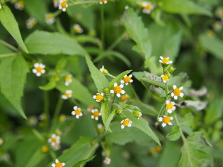Galinsoga quadriradiata, Galinsoga ciliata  (shaggy soldier, Peruvian daisy, hairy galinsoga,...
